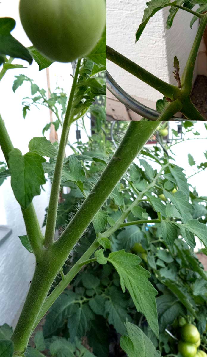 Geiztriebe an Tomatenpflanzen