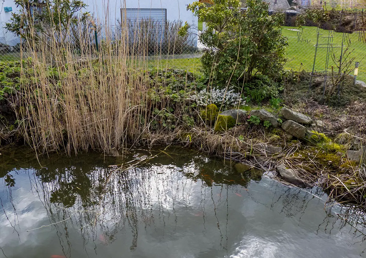 Gartenteich im Frühjahr