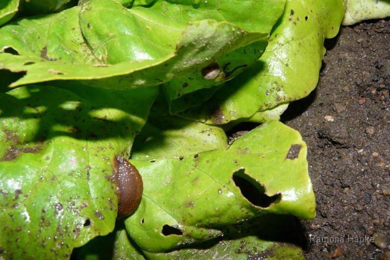 Schnecke im Salat