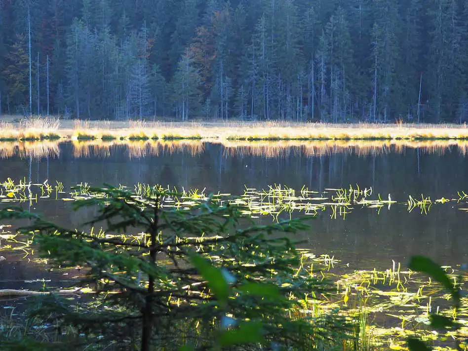 Arbersee
