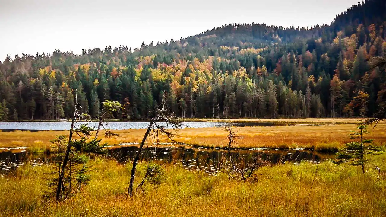 Großer Arbersee, schwimmende Inseln