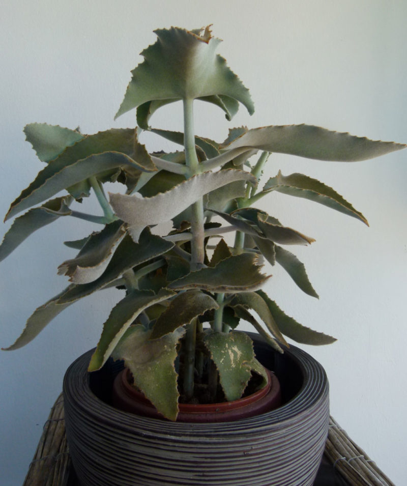 Kalanchoe