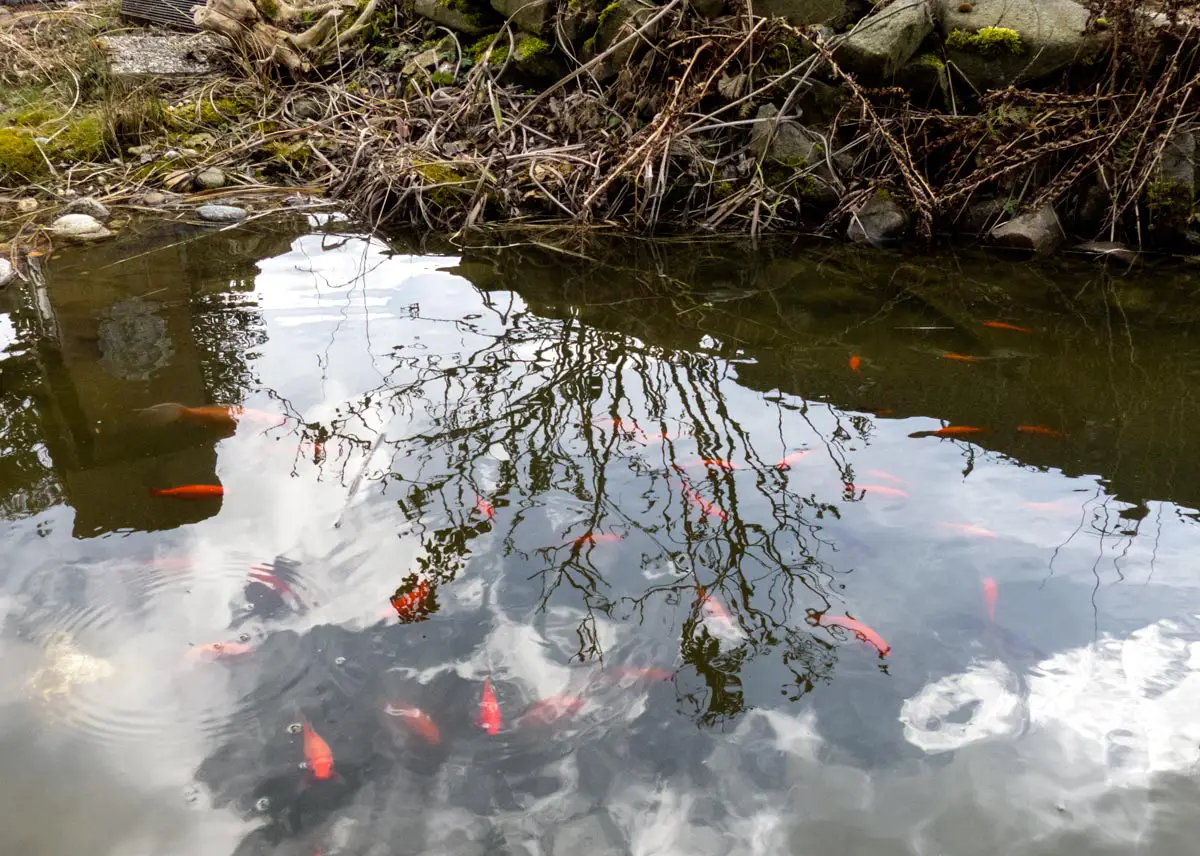 Gartenteich im Frühjahr