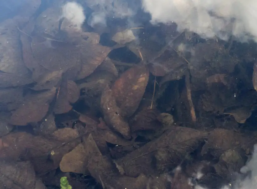 Gartenteich im Frühjahr